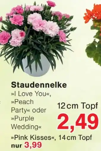 Wiglo Wunderland Staudennelke Angebot