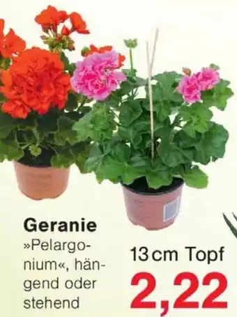 Wiglo Wunderland Geranie Angebot
