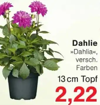 Wiglo Wunderland Dahlie Angebot