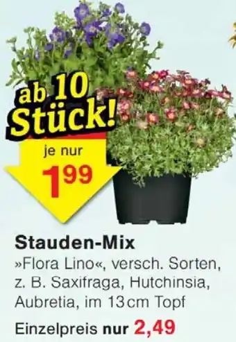 Wiglo Wunderland Stauden-Mix Angebot