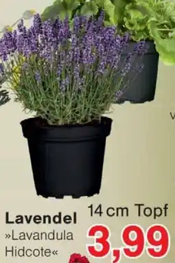 Wiglo Wunderland Lavendel Angebot