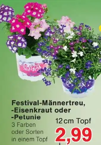 Wiglo Wunderland Festival-Männertreu, Eisenkraut oder Petunie Angebot