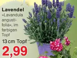 Wiglo Wunderland Lavendel Angebot