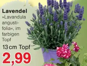 Wiglo Wunderland Lavendel Angebot