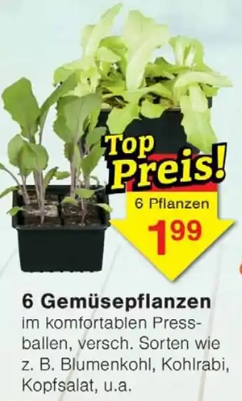 Wiglo Wunderland 6 Gemüsepflanzen Angebot