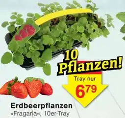 Wiglo Wunderland Erdbeerpflanzen Angebot