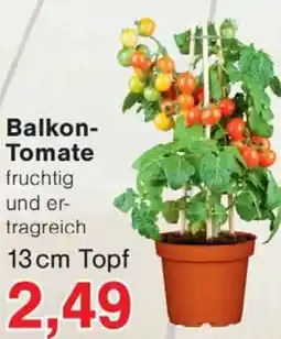 Wiglo Wunderland Balkon Tomate Angebot