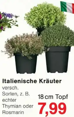 Wiglo Wunderland Italienische Kräuter Angebot