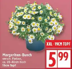 Edeka Margeriten-Busch Angebot