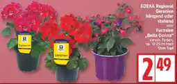 Edeka EDEKA Regional Geranien hängend oder stehend oder Fuchsien ,,Bella Donna" Angebot