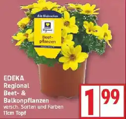 Edeka EDEKA Regional Beet- & Balkonpflanzen Angebot