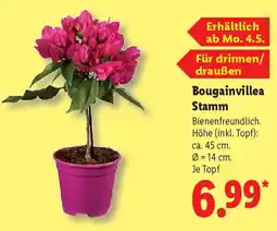 Lidl Bougainvillea Stamm Angebot