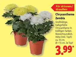Lidl Chrysantheme Zembla Angebot