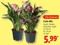 Lidl Calla Mix Angebot