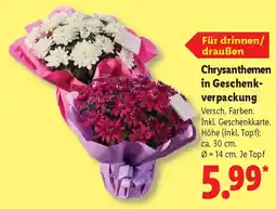 Lidl Chrysanthemen in Geschenkverpackung Angebot