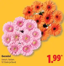 Lidl Germini Angebot
