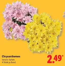 Lidl Chrysanthemen Angebot