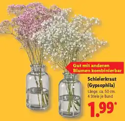 Lidl Schleierkraut (Gypsophila) Angebot