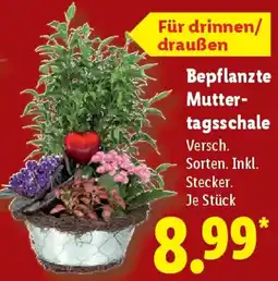 Lidl Bepflanzte Muttertagsschale Angebot