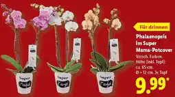 Lidl Phalaenopsis im Super Mama-Potcover Angebot
