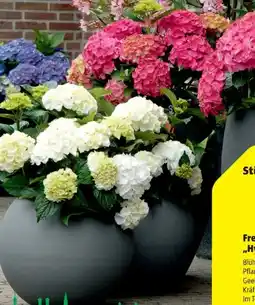 Hagebau Freilandhortensien Hydrangea Macrophylla Angebot