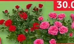 Kaufland Topf Rose Angebot