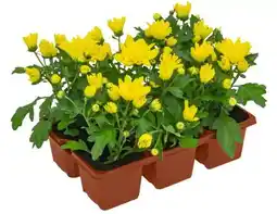 Kaufland Topf-Chrysanthemen Angebot
