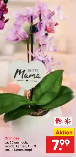 Netto Marken-Discount Orchidee Angebot