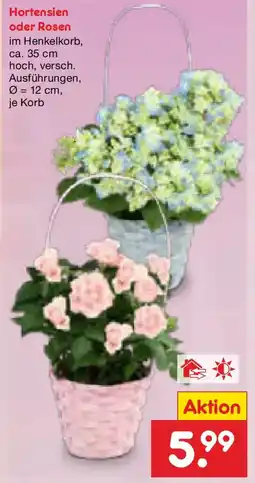 Netto Marken-Discount Hortensien oder Rosen Angebot