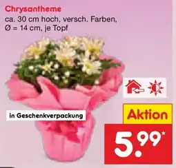Netto Marken-Discount Chrysantheme Angebot