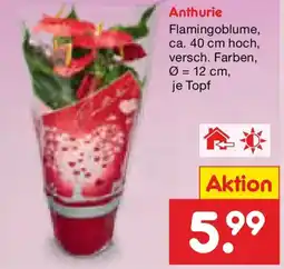 Netto Marken-Discount Anthurie Angebot