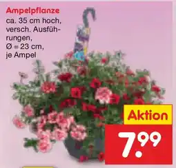 Netto Marken-Discount Ampelpflanze Angebot