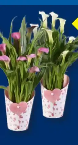 Lidl Calla im Potcover Angebot