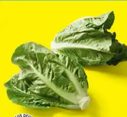 Lidl Mini-Romana-Salat Angebot