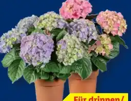 Lidl Ballhortensie Angebot
