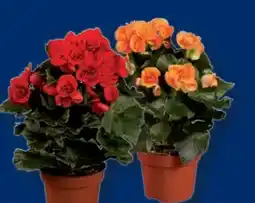 Lidl Begonien Angebot