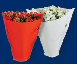Lidl Kalanchoe Angebot