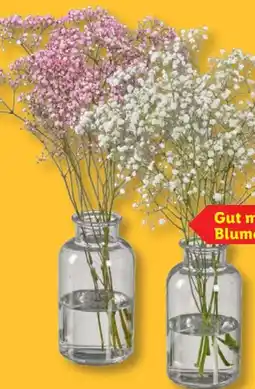 Lidl Schleierkraut Gypsophila Angebot