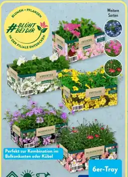 Aldi Süd Gardenline Balkonpflanzen Angebot