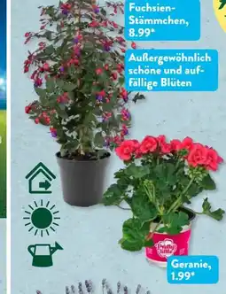 Aldi Süd Gardenline Fuchsienstamm Angebot