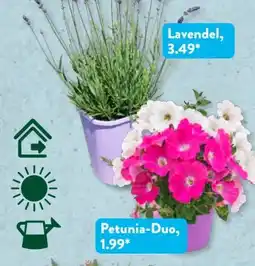Aldi Süd Gardenline Colourway Angebot