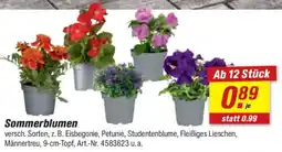 toom Baumarkt Sommerblumen Angebot