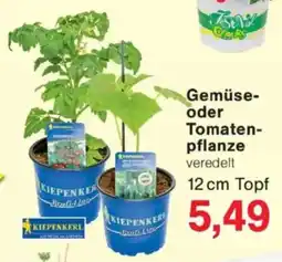 Jawoll Gemüse- oder Tomaten pflanze Angebot