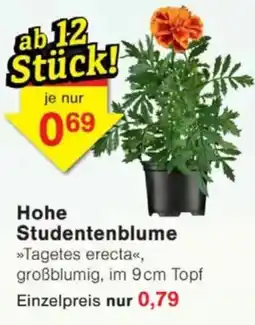 Jawoll Hohe Studentenblume Angebot