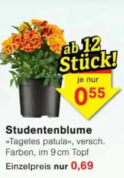 Jawoll Studentenblume Angebot