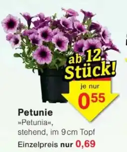 Jawoll Petunie Petunia Angebot