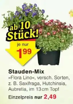Jawoll Stauden-Mix Angebot
