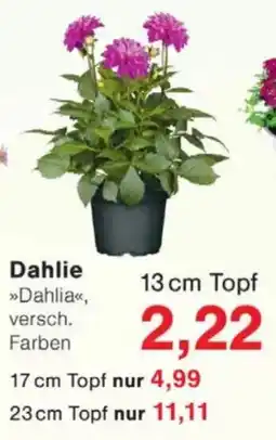 Jawoll Dahlie Angebot