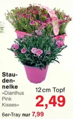Jawoll Staudennelke Angebot