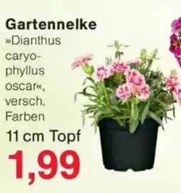 Jawoll Gartennelke Angebot
